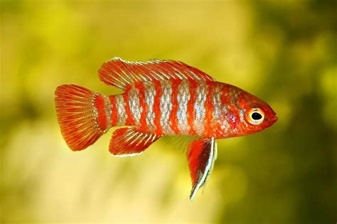 scarlet badis tank mates|Scarlet Badis Care Guide: Tank Mates, Setup, Size & Food.